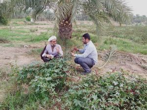 گزارش تصویری/بازدید امام جمعه کارون ازمزرعه چای قرمز در روستای علوه