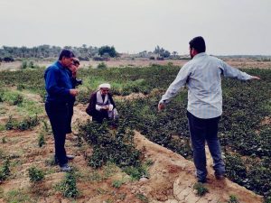 گزارش تصویری/بازدید امام جمعه کارون ازمزرعه چای قرمز در روستای علوه