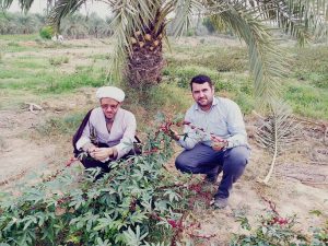 گزارش تصویری/بازدید امام جمعه کارون ازمزرعه چای قرمز در روستای علوه